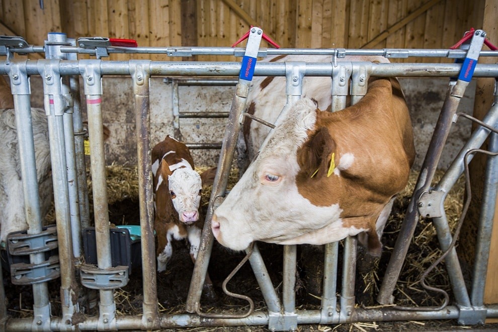 2015-Schilling-Ref-Schlatzer-111-028